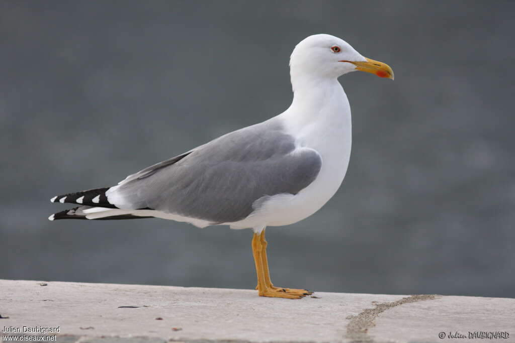 Yellow-legged Gulladult breeding, identification