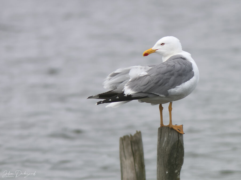 Goéland leucophéeadulte, identification