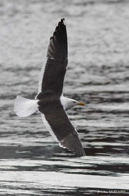 Great Black-backed Gulladult, Flight