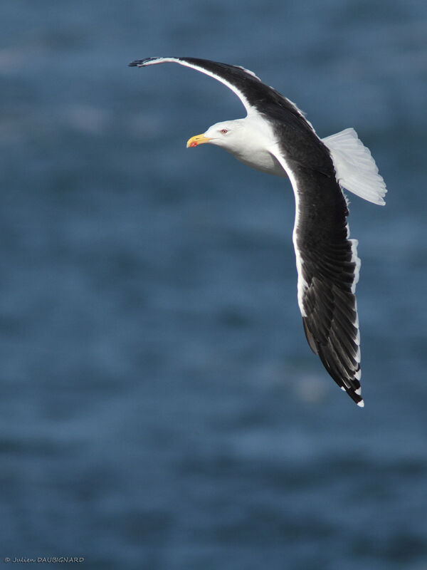 Great Black-backed Gulladult, Flight