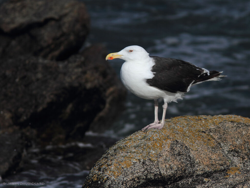 Goéland marinadulte, identification
