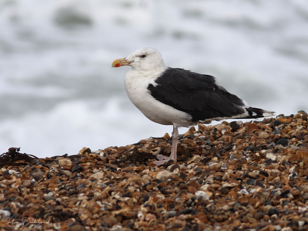 Goéland marinadulte, identification