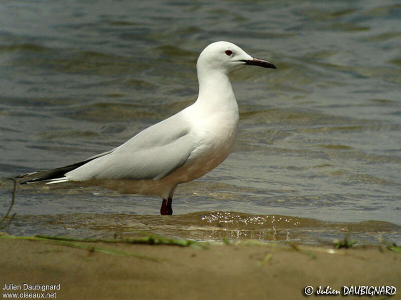 Goéland railleuradulte nuptial, identification