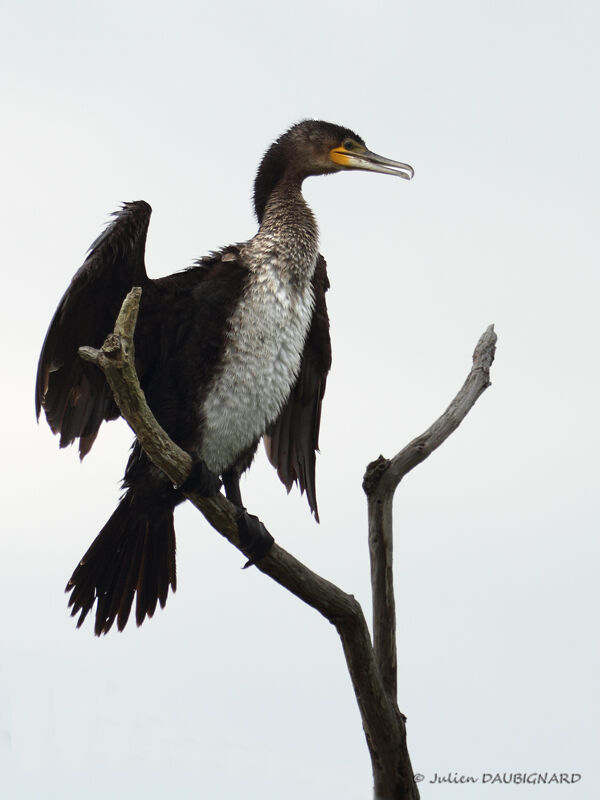 Great Cormorantimmature, identification