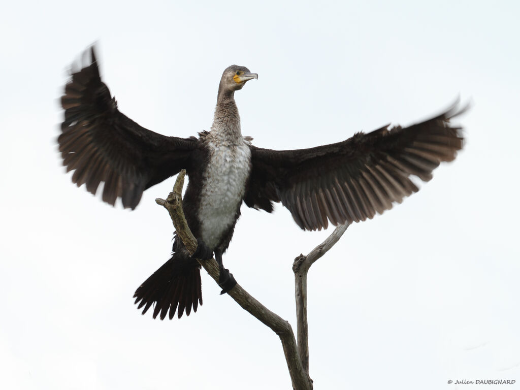 Great Cormorantimmature, identification