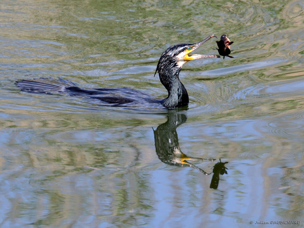 Great Cormorantadult, identification, fishing/hunting
