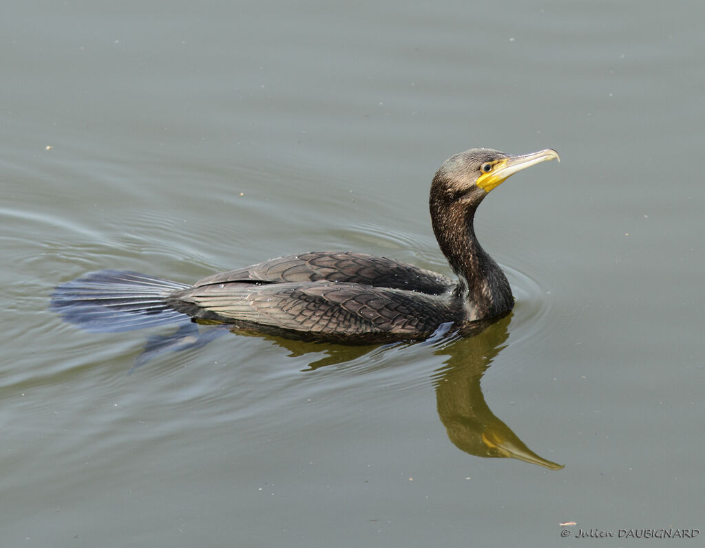 Great Cormorant, identification