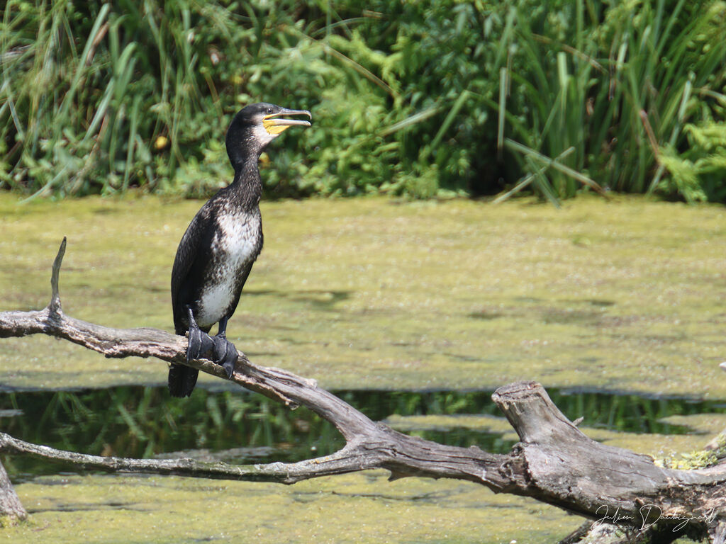 Grand Cormoran, identification