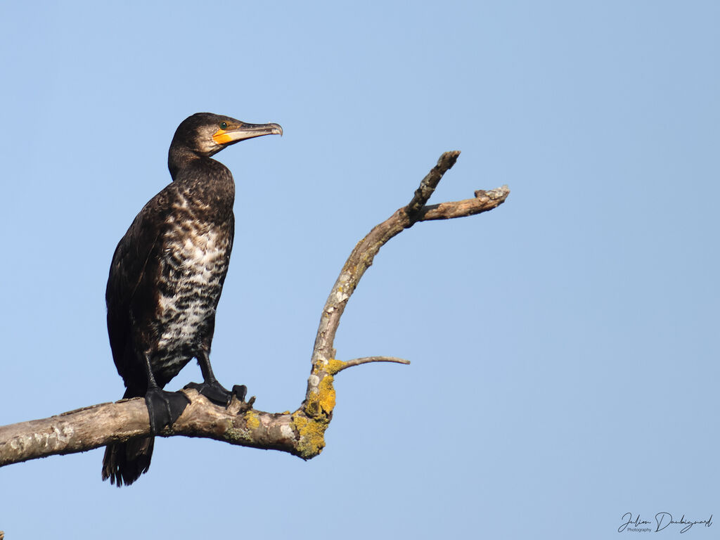 Grand Cormoran, identification