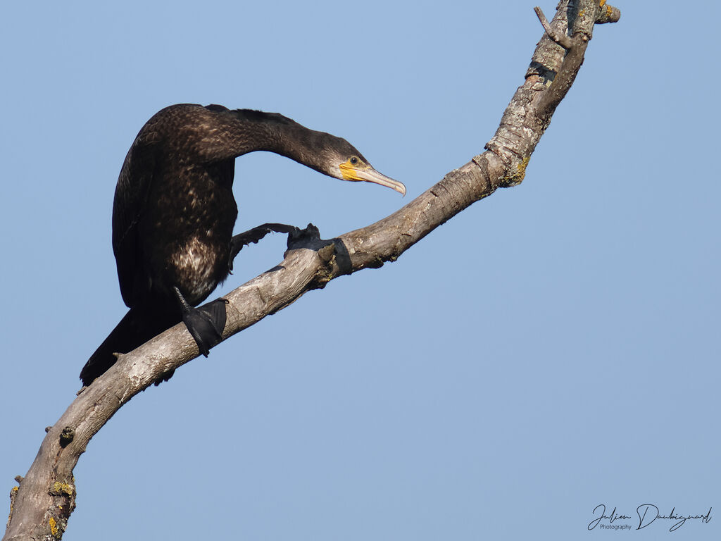 Grand Cormoran, identification