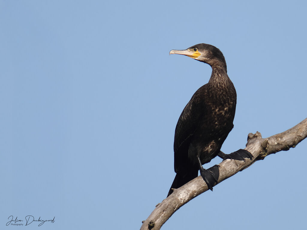 Grand Cormoran, identification