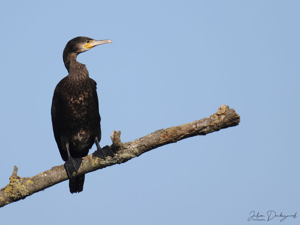 Grand Cormoran, identification