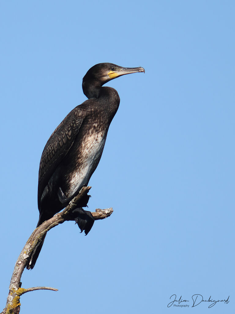 Grand Cormoran, identification