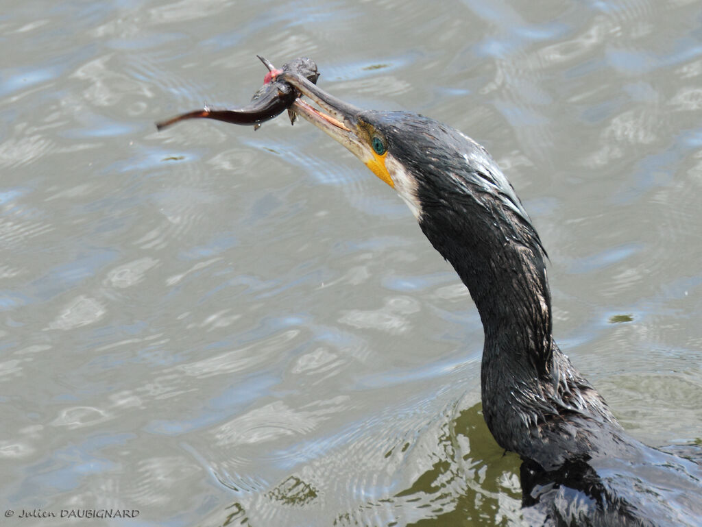 Great Cormorantadult, identification, feeding habits