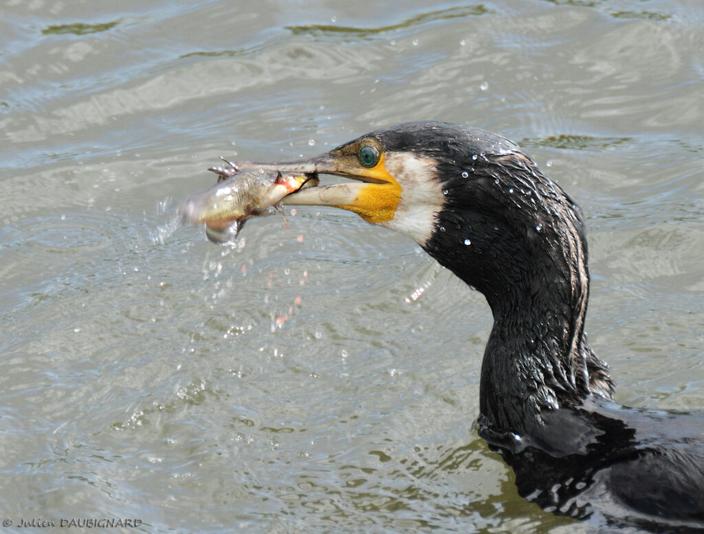 Great Cormorantadult, identification, feeding habits
