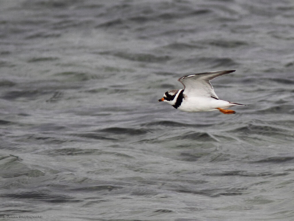 Common Ringed Plover, Flight