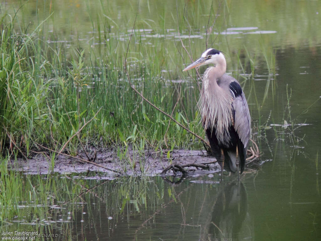 Grand Héronadulte, habitat