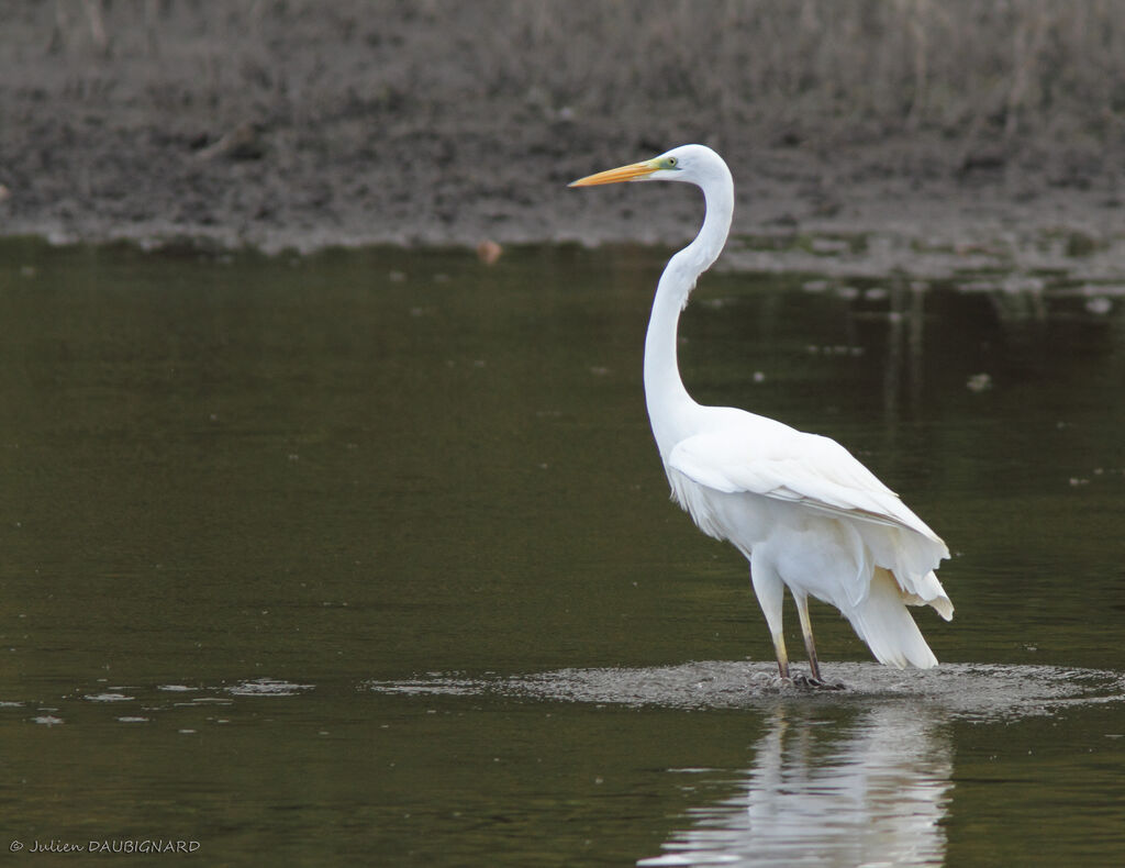 Grande Aigrette, identification