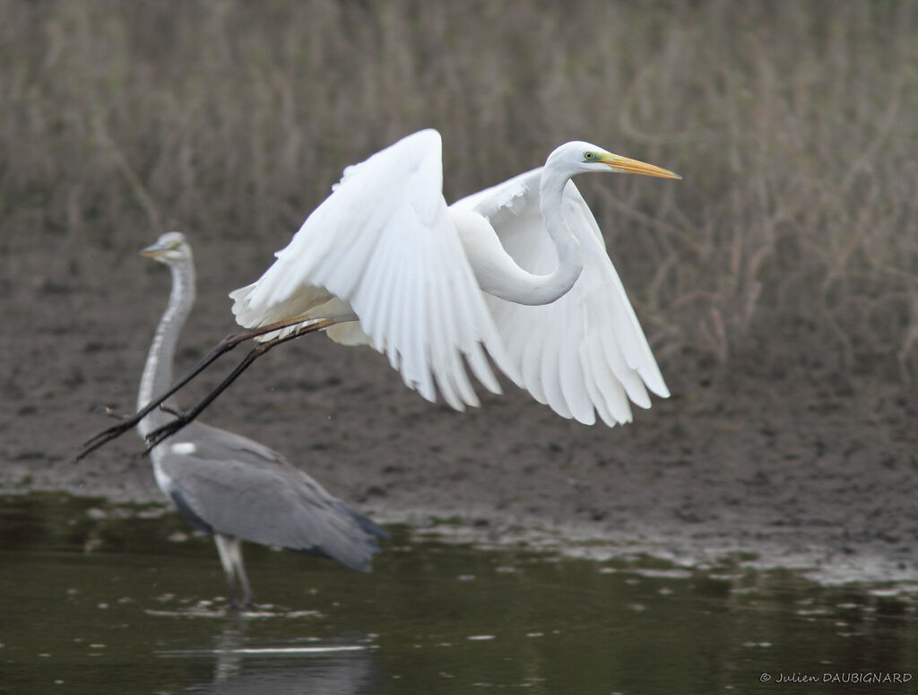 Great Egret, Flight