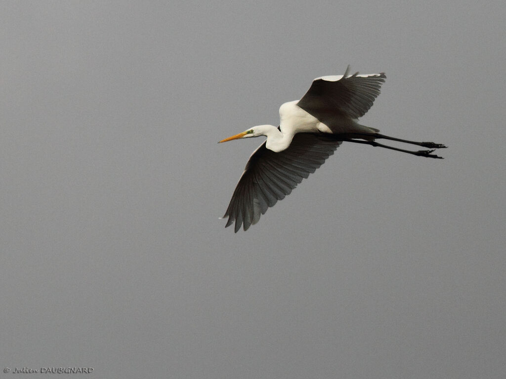 Great Egret, Flight