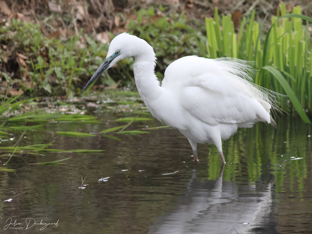 Great Egret, identification