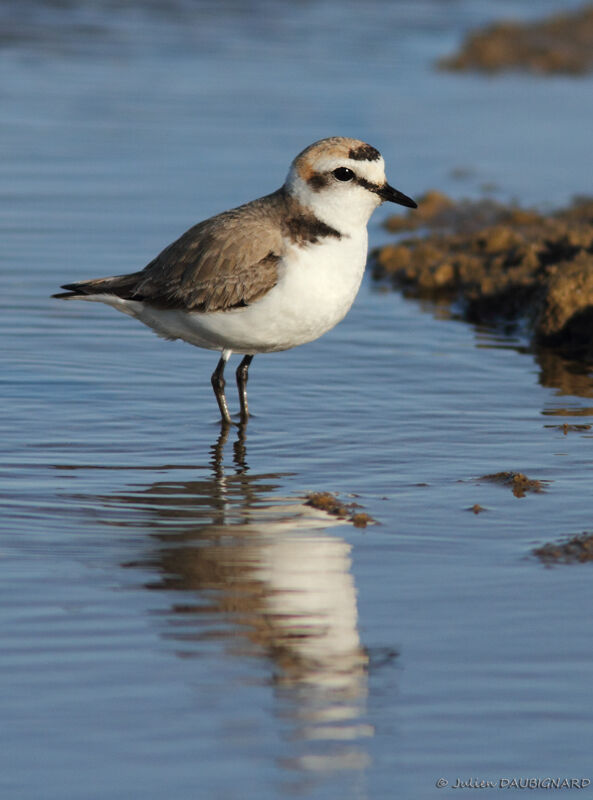Kentish Plover male adult breeding, identification