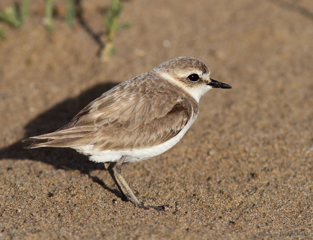 Kentish Plover female adult