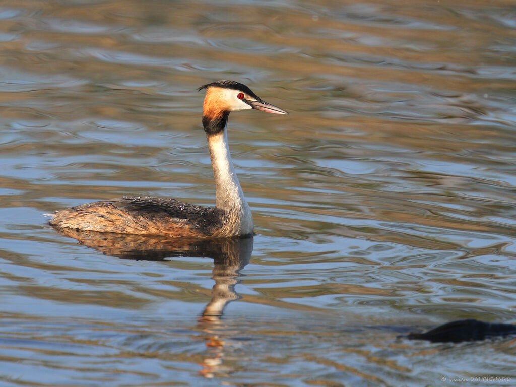 Great Crested Grebe, identification