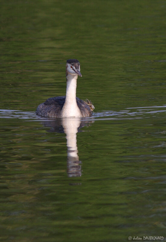 Grèbe huppéadulte nuptial, identification