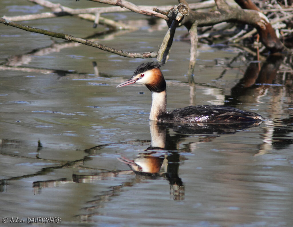 Great Crested Grebeadult, identification