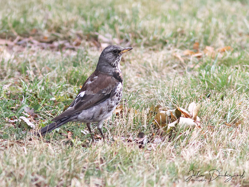 Grive litorne, identification