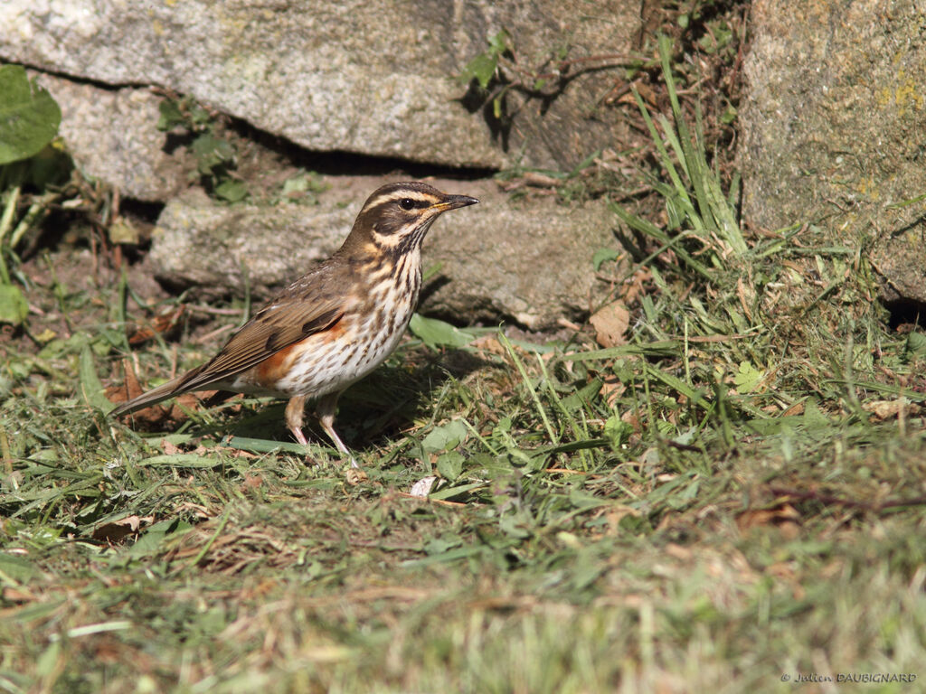 Grive mauvis, identification