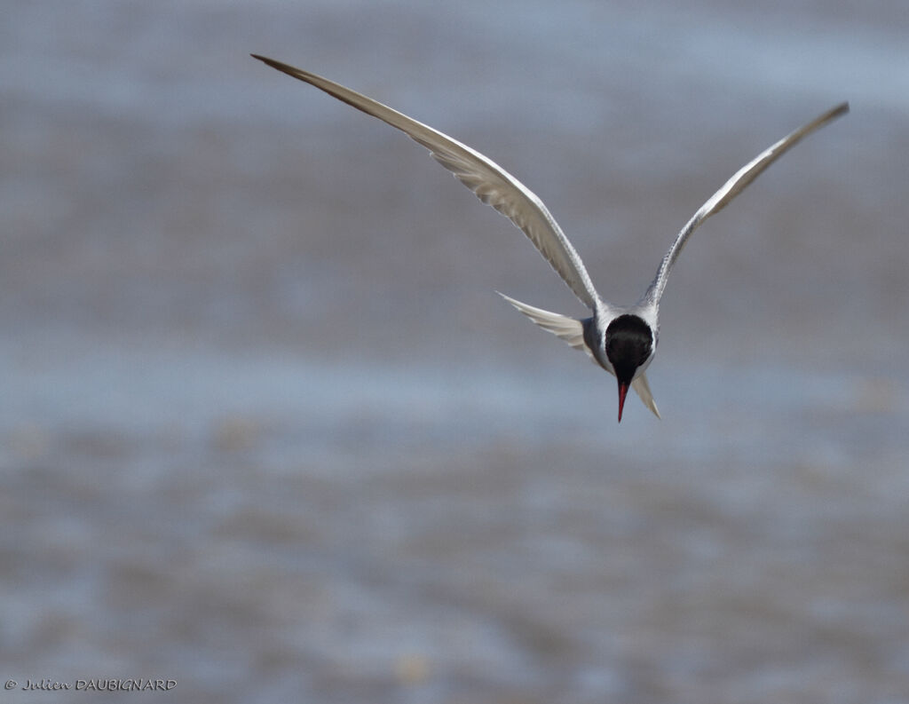 Whiskered Ternadult, Flight