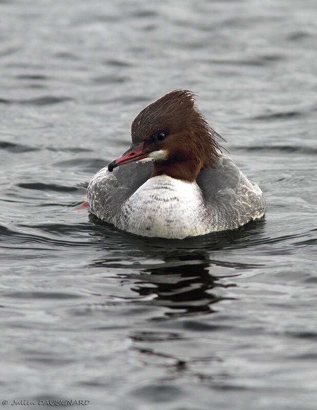 Common Merganser female, identification