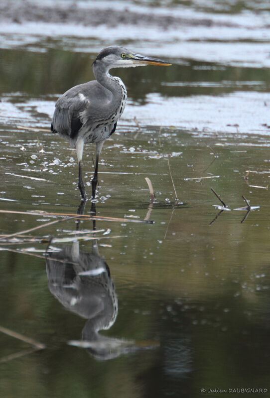 Grey Heronimmature, identification