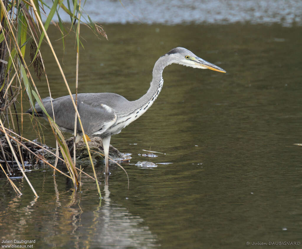 Grey Heronimmature, identification