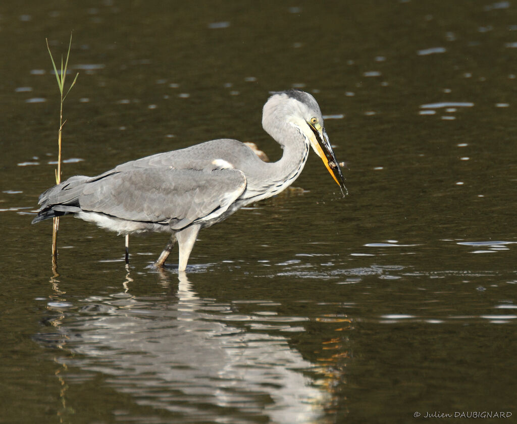 Grey Heronimmature, identification, feeding habits