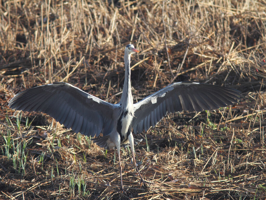 Grey Heronadult, identification