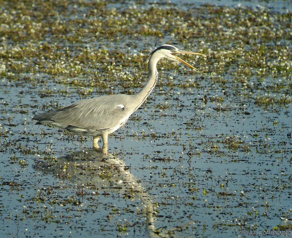 Grey Heronadult, identification