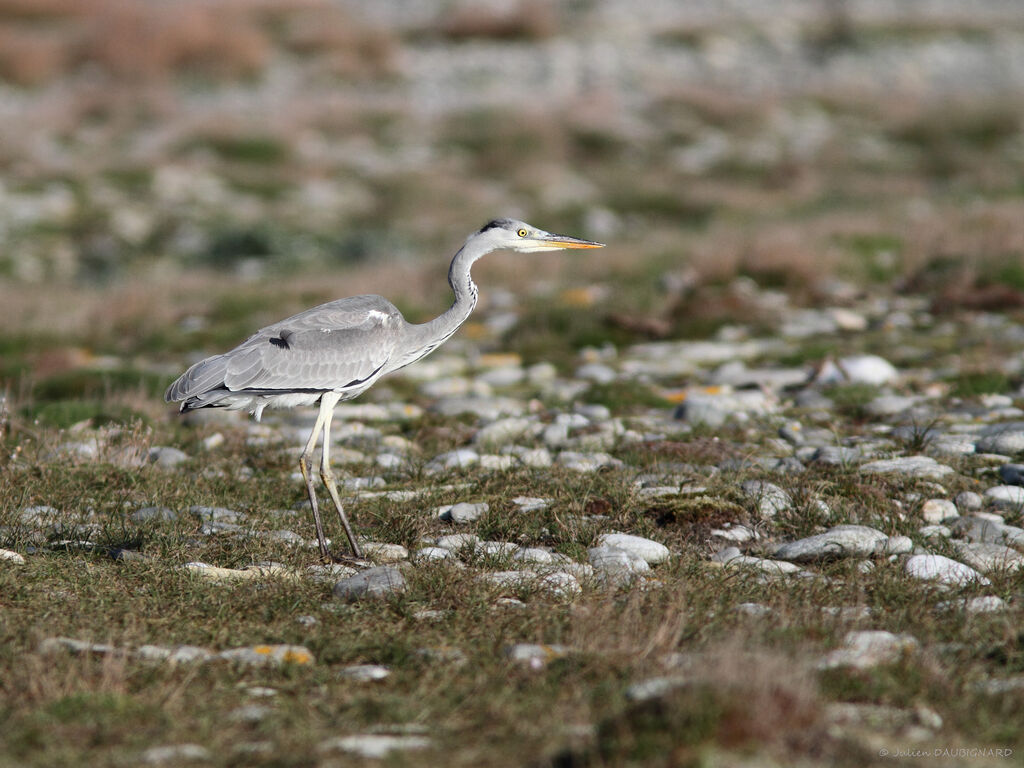 Grey Heron, identification