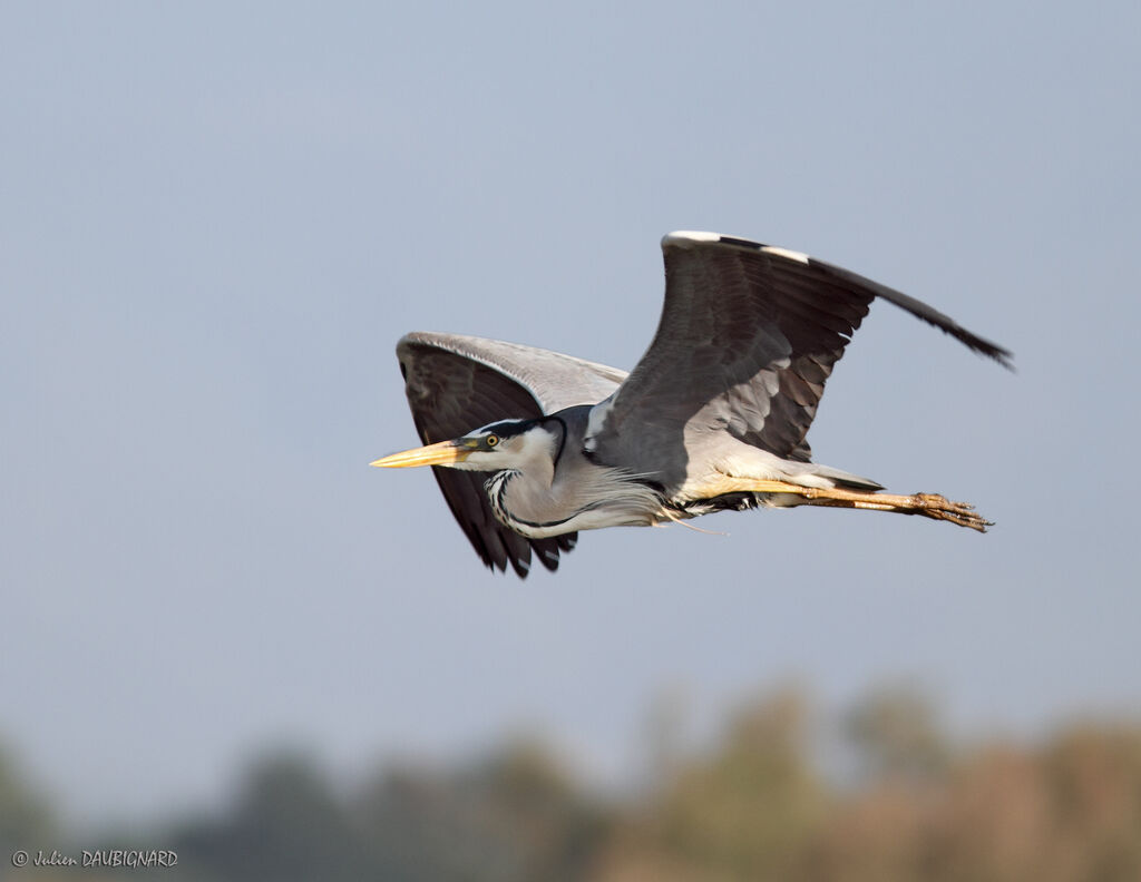 Grey Heronadult, Flight
