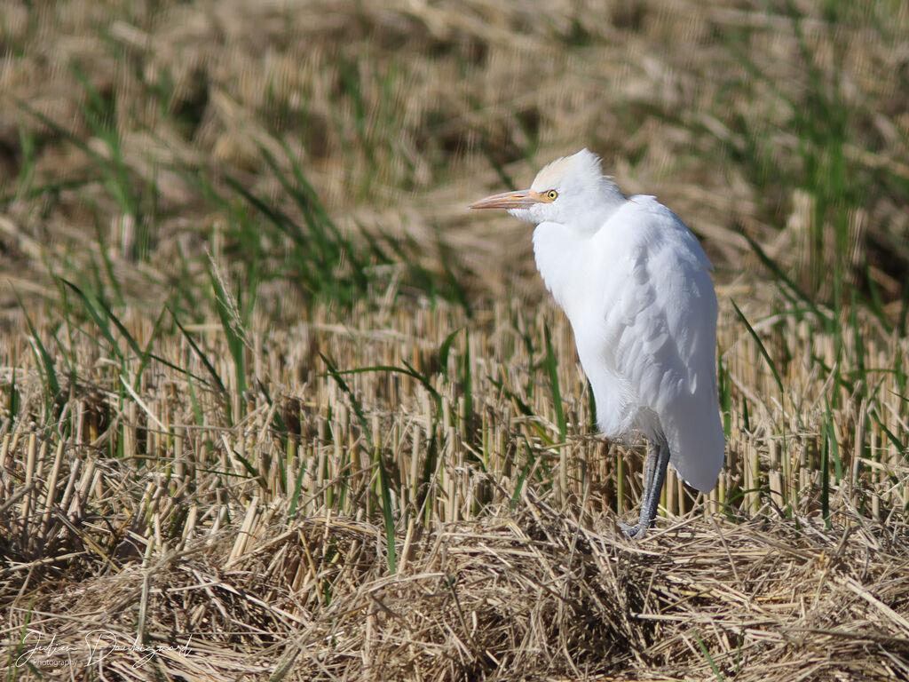 Héron garde-boeufs, identification