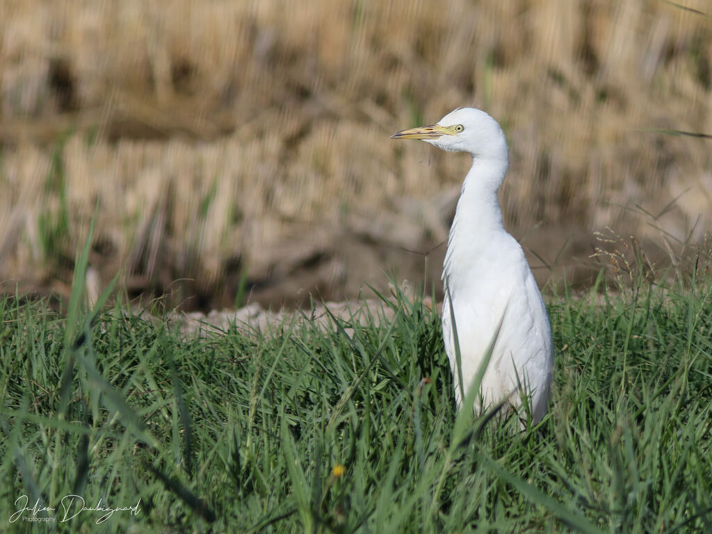 Héron garde-boeufs, identification
