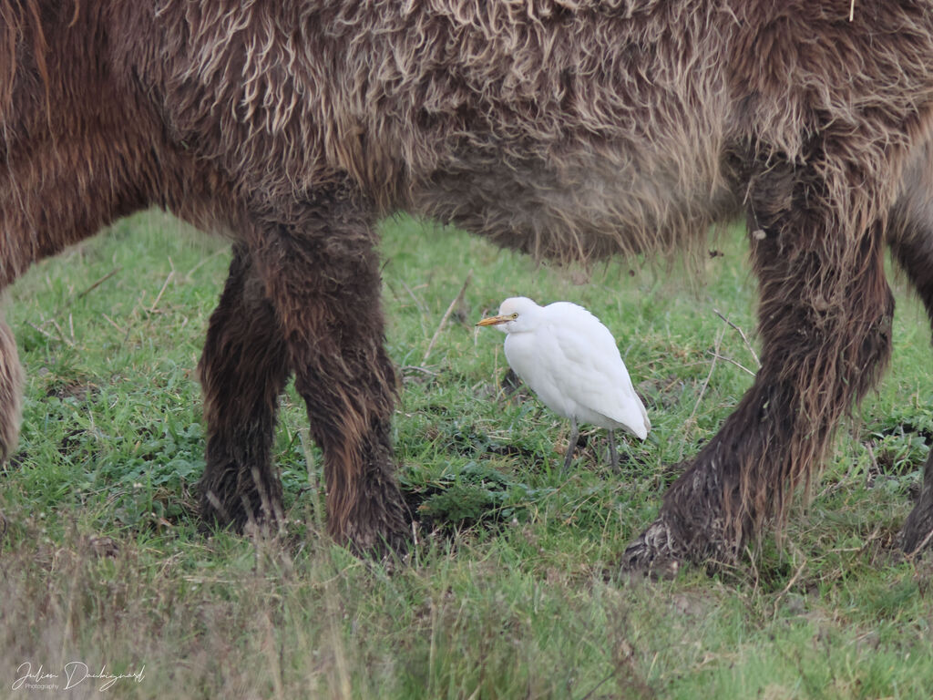 Western Cattle Egret