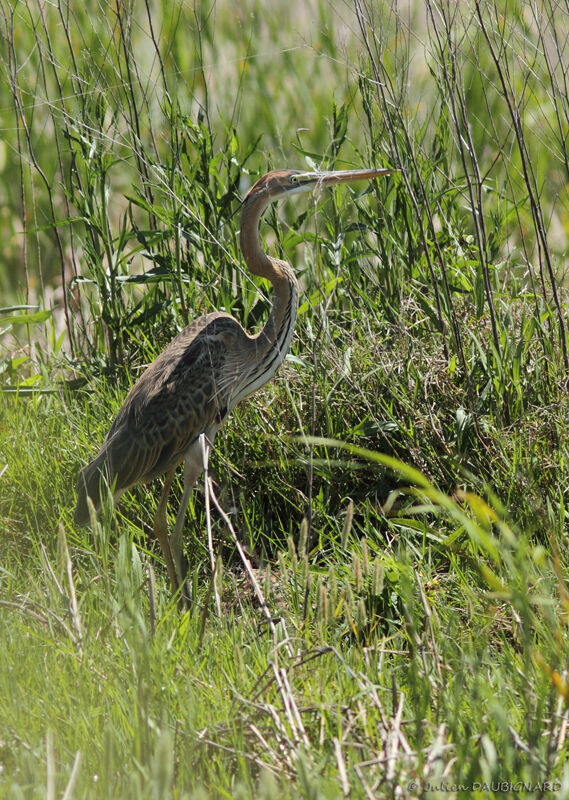 Purple Heronjuvenile, identification