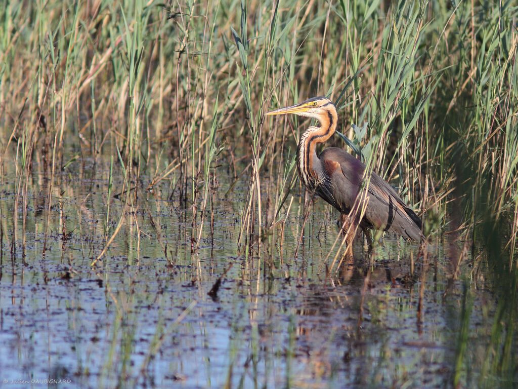 Purple Heron, identification