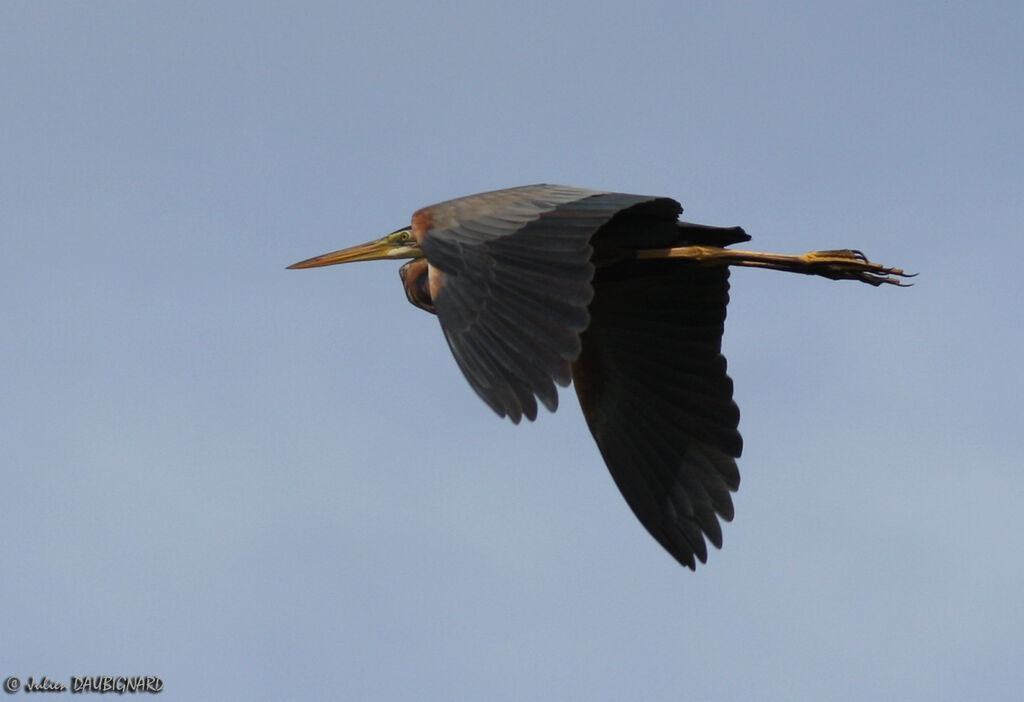Purple Heronadult, Flight