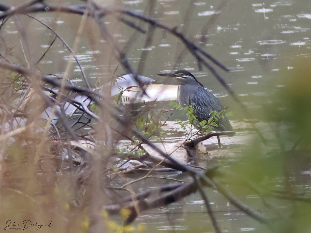 Striated Heron, identification