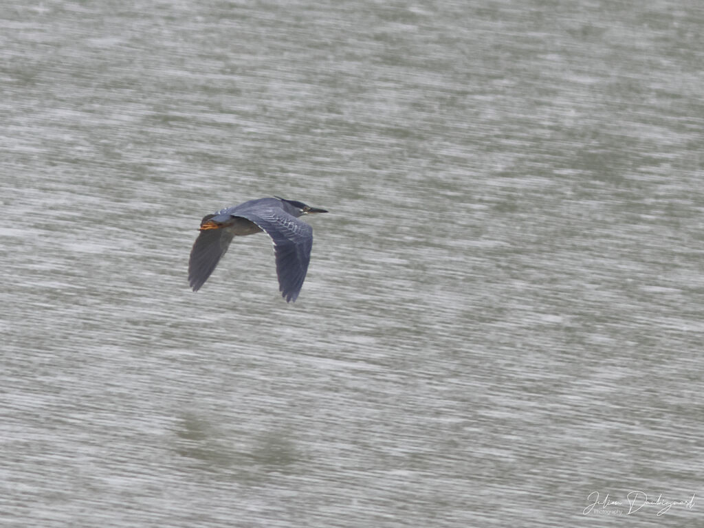 Striated Heron, Flight