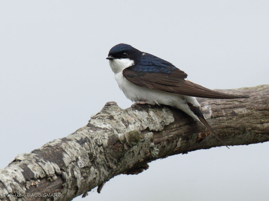 Western House Martin, identification